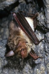 Portrait of a Greater Mouse-eared Bat