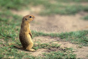 European Ground Squirre out of its burrow in Greece