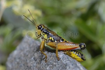 Grasshopper in summer Hautes-Alpes France