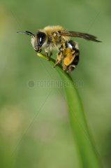 Female Solaritay bee in the Vosges du Nord RNP France