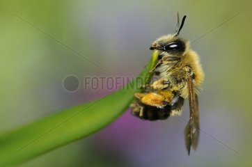Female Solaritay bee in the Vosges du Nord RNP France