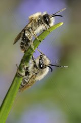 Solitary bee male and Mining Bee male France