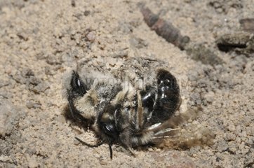 Solitary bees mating Vosges du Nord RNP France