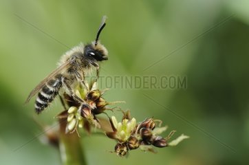 Mining Bee male in spring France