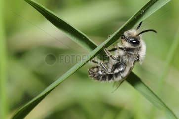 Mining Bee male in spring France