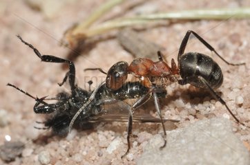 Southern wood ant carrying a fly France