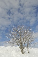 Tree on snowy winter in the Grand Ballon France