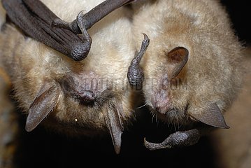 Geoffroy's Bat hibernating in winter France