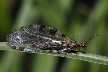 Giant Stream Lacewing on a leaf in summer France