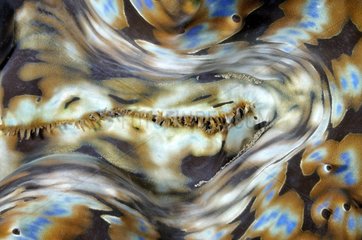Detail of mantle Fluted giant clam Bali Indian Ocean
