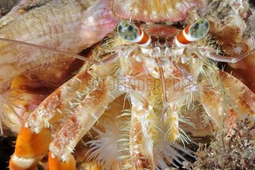 Portrait of jewelry hermit crab Bali Indian Ocean