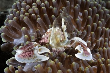 Anemon crab on the reef Indian Ocean Bali