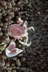 Anemon crab on the reef Indian Ocean Bali