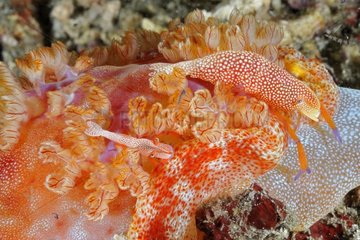 Emperial Shrimp on the Indian Ocean Reef Bali