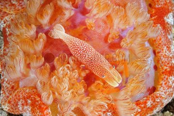 Emperial Shrimp on the Indian Ocean Reef Bali