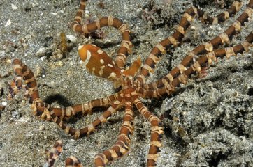Wonderpus Octopus on reef Bali Indian Ocean
