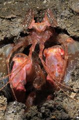 Spearing Mantis Shrimp on reef Bali Indian Ocean