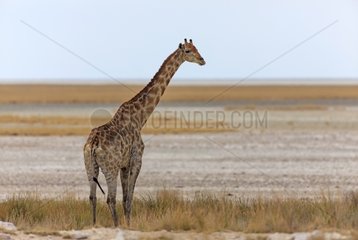 Giraffe at the edge of the Etosha Pan Namibia