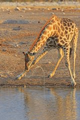 Giraffe drinking at the water's edge Etosha Namibia