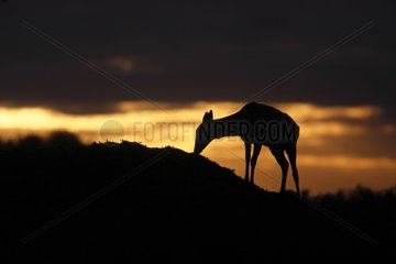 Hind of Red Deer on the top of a hill at sunrise GB