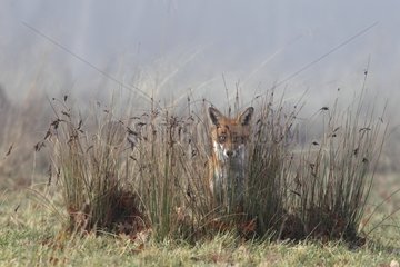 Red fox standing behind high grasses in the mist GB