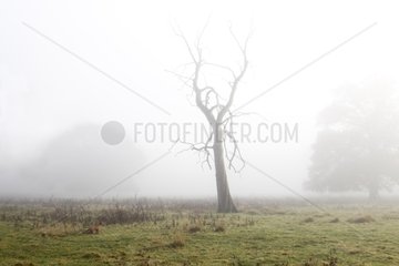 Red fox standing in a meadow on a misty morning GB