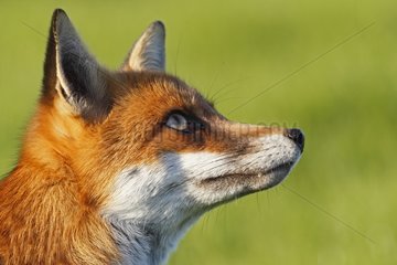 Portrait of a Red fox GB