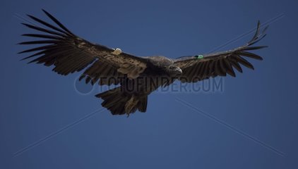 Junger kalifornischer Condor steigern USA