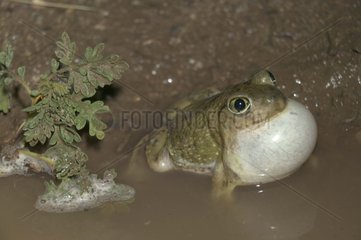 Male Couch's Spadefoot calling to attract females Arizona