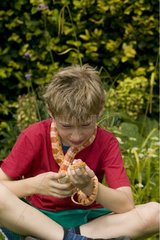 Boy holding and observing a Corn snake United-Kingdom