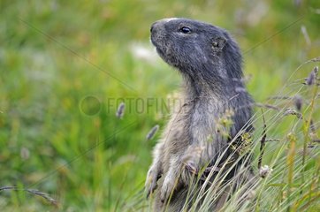 Marmot Alpine supervisor in the grass Alps France