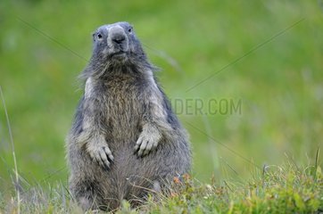 Marmot Alpine supervisor in the grass Alps France