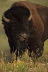 Bison Male vocalizing during rut Wyoming USA