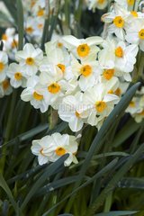 Narcisse 'Geranium'