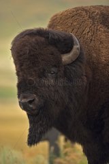 Bison Male Wyoming USA