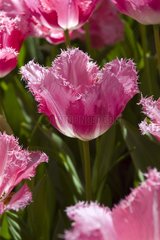 Tulipe frangée 'Fancy frills'