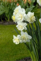 NARCISSUS 'ICE KING'
