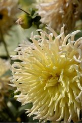 Dahlia cactus