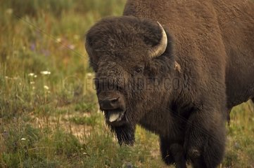 Bison männlich in Rut Wyoming USA
