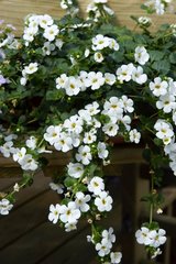 BACOPA COLOSSAL WHITE