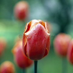 Tulipe rouge orange