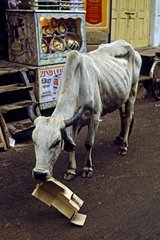 Cow eating cardboard in the market Ajmer Rajasthan India