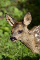 Portrait of Roe Deer Fawn Vaud Switzerland