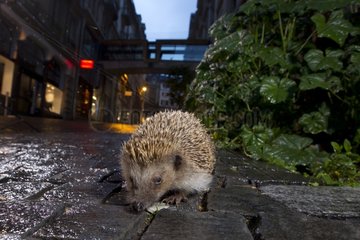 European hedgehog in town at night Lausanne Switzerland
