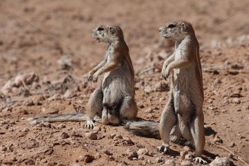 Ground Squirrels male alert Kgalagadi South Africa