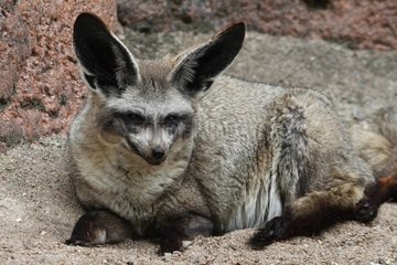 Big-eared Fox lying in the sand Kruger South Africa