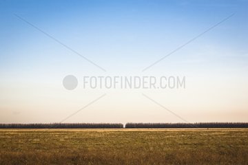 Crau plain crossed by a hedge orchards harboring France