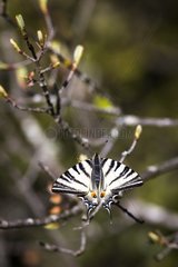 Southern swallowtail on a twig Provence France