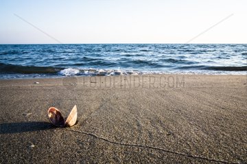 Shell on a beach Decline Blancarde Camargue