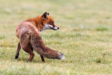 Red Fox listening in a meadow in winter